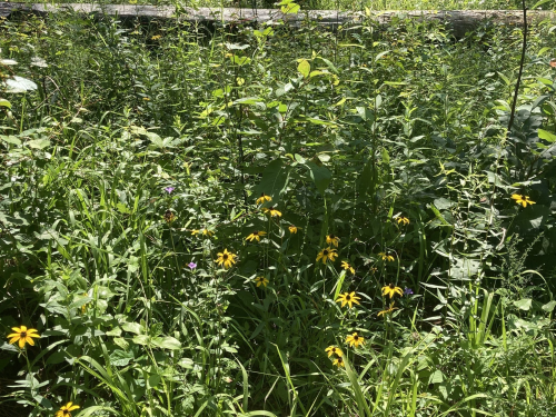 A lush green area filled with various plants and clusters of bright yellow flowers.