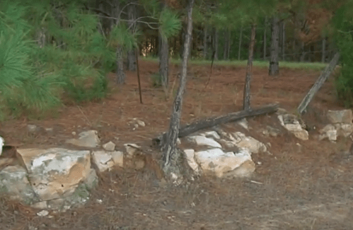 A rocky area with a wooden post, surrounded by pine trees and fallen pine needles in a forested setting.