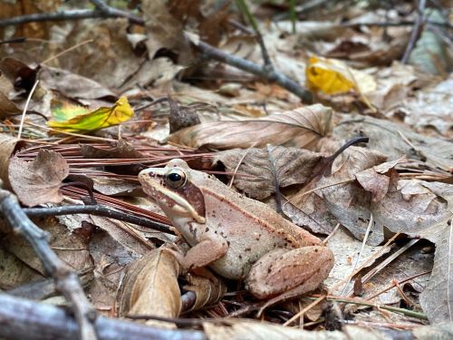 A brown frog sits among fallen leaves and twigs on the forest floor.
