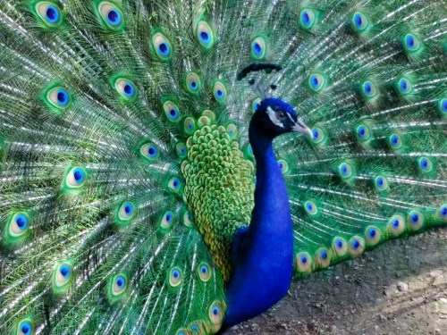 A vibrant peacock displaying its colorful, iridescent feathers in a lush setting.