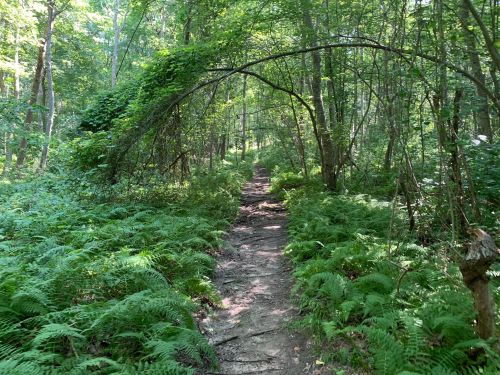 A serene forest path surrounded by lush greenery and ferns, with trees arching overhead.
