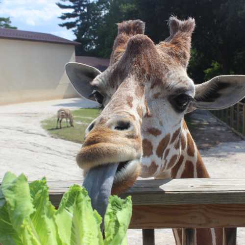 A close-up of a giraffe sticking out its tongue while reaching for lettuce at a zoo.