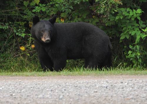 A black bear stands near a gravel road, surrounded by green foliage and yellow flowers.