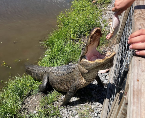 A large alligator with its mouth open near a person feeding it a fish by the water's edge.
