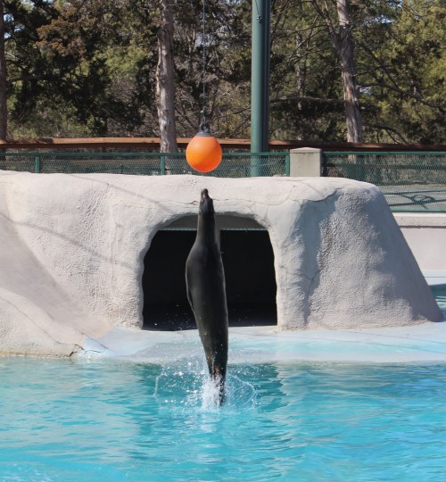 A seal leaps out of the water towards an orange ball above a rocky structure in a pool.