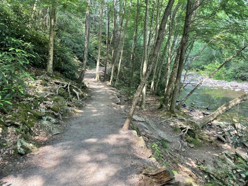 A winding dirt path through a lush green forest beside a calm river. Sunlight filters through the trees.