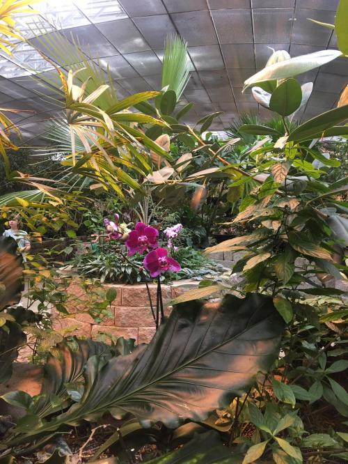 Lush indoor garden with vibrant purple orchids surrounded by tropical plants and palm leaves.