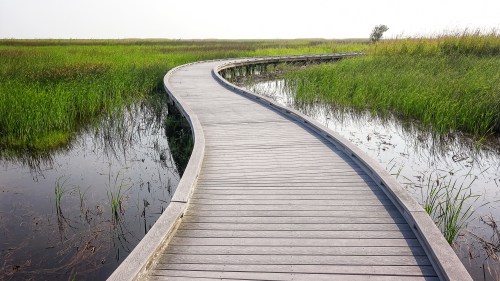 A winding wooden boardwalk through lush green marshland, surrounded by water and tall grasses.