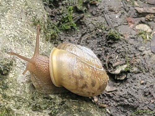 A close-up of a brown snail crawling on a mossy surface, showcasing its shell and slimy body.