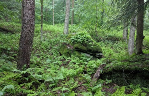 Lush green forest with ferns and moss-covered rocks, surrounded by tall trees in a serene, natural setting.