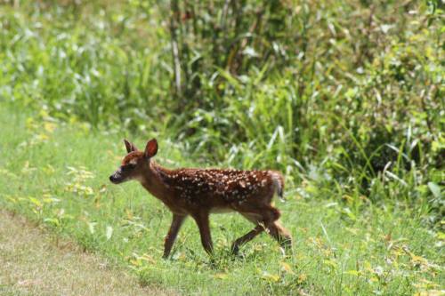 A spotted fawn walking through a grassy area with lush green vegetation in the background.