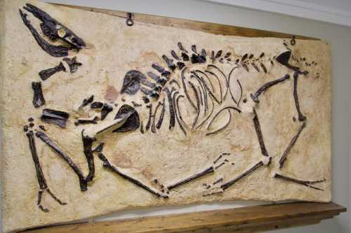 Fossilized skeleton of a prehistoric animal displayed on a textured stone background.