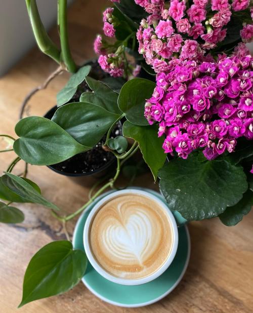 A latte with a heart design sits on a table surrounded by vibrant pink flowers and green plants.