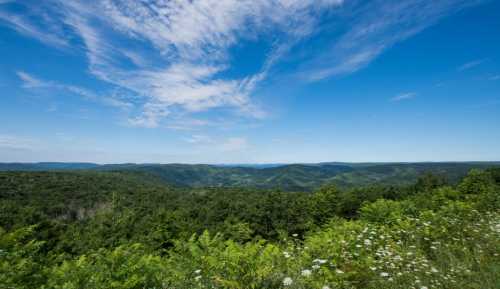 A panoramic view of lush green hills under a bright blue sky with scattered clouds. Wildflowers in the foreground.