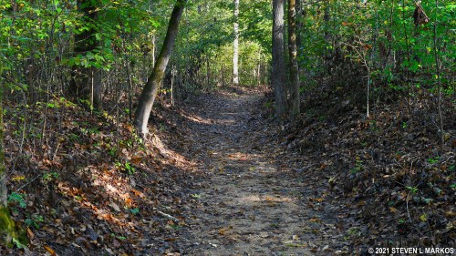 A winding dirt path through a lush, green forest with trees lining both sides and fallen leaves on the ground.