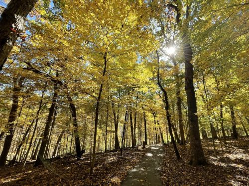 A sunlit path through a forest of vibrant yellow autumn leaves and tall trees.