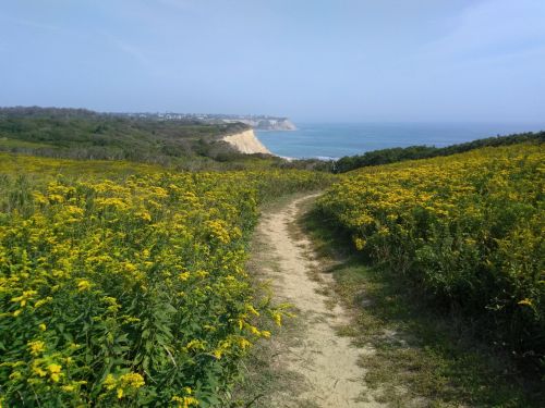 A sandy path winds through vibrant yellow flowers, leading to a coastal view of cliffs and the ocean under a blue sky.