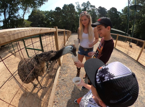 A group of children and a woman feed an emu at a petting zoo, surrounded by wooden fencing and trees.