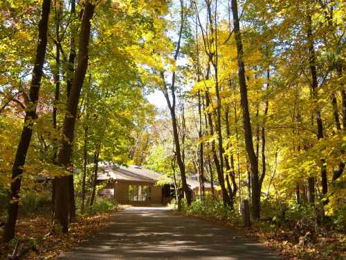 A serene path leads to a cabin surrounded by vibrant autumn trees with golden leaves.