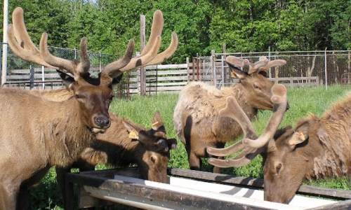 A group of elk with antlers grazing near a feeding trough in a grassy area surrounded by trees.