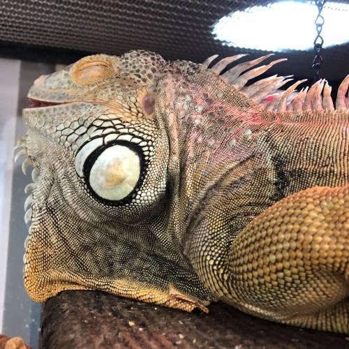 Close-up of a textured reptile's head, showcasing its large eye and intricate scales under bright lighting.