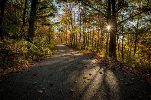 A winding path through a forest with autumn leaves, sunlight filtering through the trees.