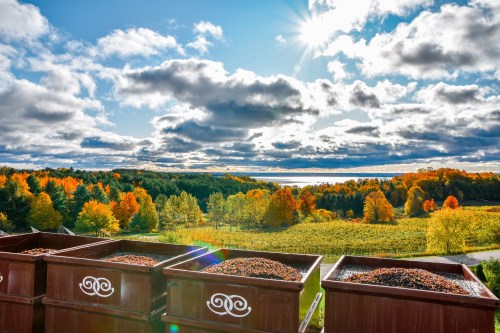 Baskets of grapes overlook a vibrant autumn landscape with colorful trees and a bright sky.