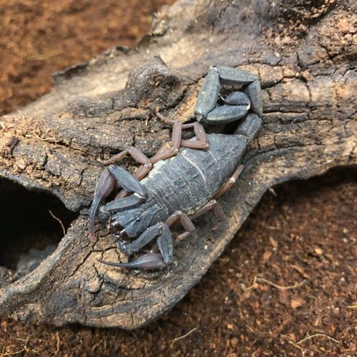 A scorpion resting on a piece of bark, surrounded by brown substrate.