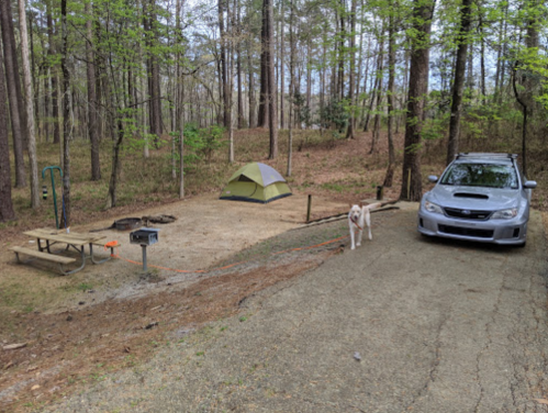 A campsite in the woods featuring a tent, picnic table, fire pit, and a dog next to a parked silver car.