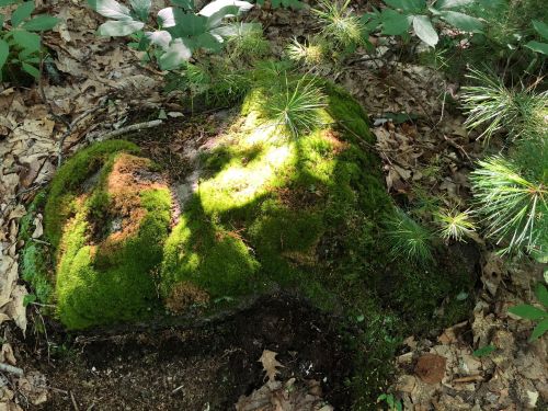 A moss-covered rock surrounded by green foliage and scattered leaves in a forest setting.