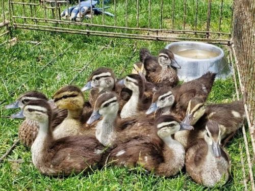 A group of fluffy ducklings huddled together in a grassy area near a water bowl.