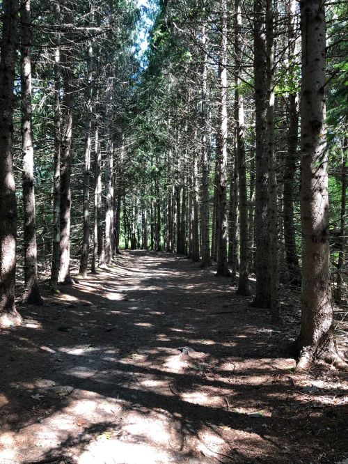 A sunlit forest path lined with tall trees, casting shadows on the ground.