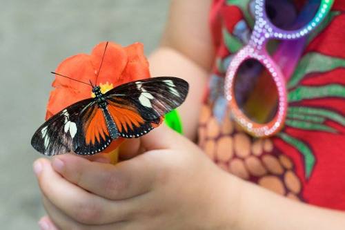 A child holds a vibrant orange flower with a butterfly perched on it, wearing colorful sunglasses.