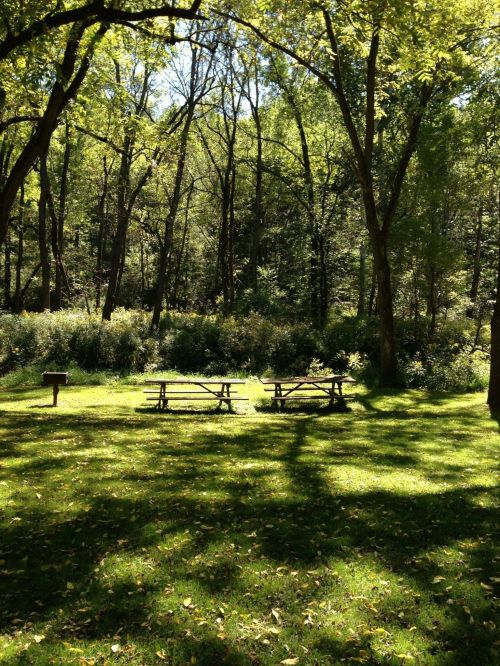 A serene picnic area with wooden tables surrounded by lush green trees and foliage in a sunny forest setting.