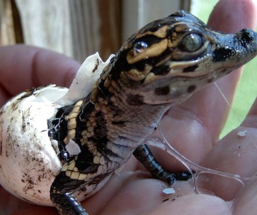 A close-up of a baby lizard emerging from its eggshell, held in a hand, with remnants of the shell around it.