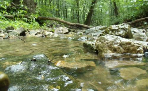A serene stream flows over smooth stones, surrounded by lush green trees in a tranquil forest setting.