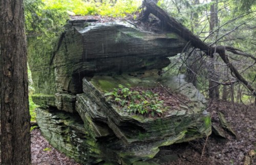 A large, moss-covered rock formation surrounded by trees in a forest setting, with greenery on top.