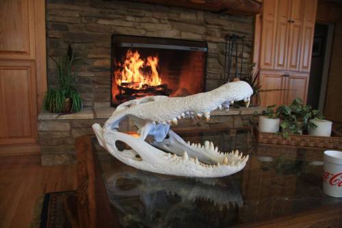 A crocodile skull displayed on a table in a cozy room with a fireplace and wooden cabinetry in the background.