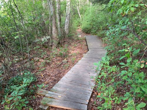 A wooden path winding through a lush, green forest with trees and underbrush on either side.