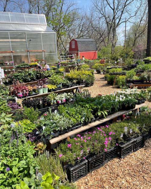 A vibrant garden center filled with various plants and flowers, with a greenhouse and a red barn in the background.