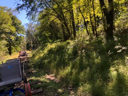 A sunny forest path with greenery and old railway tracks, partially obscured by tall grass and trees.
