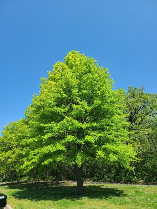 A vibrant green tree stands against a clear blue sky, surrounded by lush greenery.