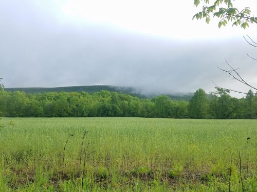 A lush green field stretches out under a cloudy sky, with misty mountains in the background.