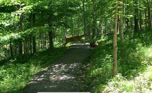 A deer stands on a path in a lush green forest, surrounded by trees and foliage.