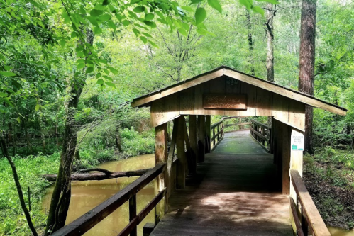 A wooden bridge leads into a lush, green forest, with trees surrounding a calm, muddy waterway.