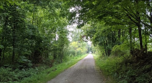 A serene, tree-lined path stretches into the distance, surrounded by lush greenery on both sides.