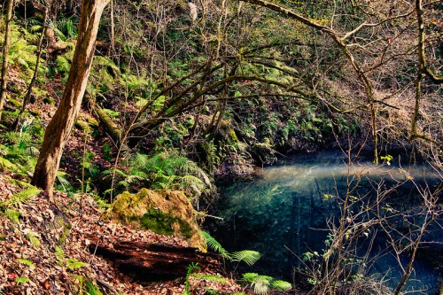 A serene forest scene with lush greenery, a calm water body, and bare trees reflecting the tranquility of nature.
