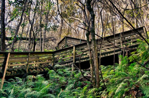 A wooden walkway winds through a lush forest, surrounded by ferns and trees, leading to an elevated platform.