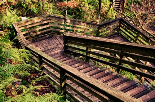 Wooden stairs winding through lush green foliage in a forested area.