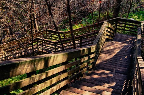 Winding wooden stairs descend through a forest, surrounded by trees and ferns, with shadows cast on the steps.